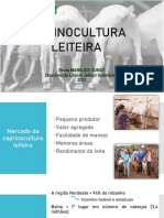  caprinocultura leite 