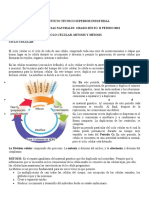 GUIA 4.CICLO CELULAR Ciclo Celular, Mitosis y Meiosis (2) 4