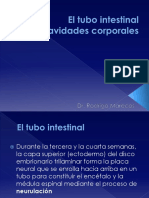 El Tubo Intestinal y Las Cavidades Corporales