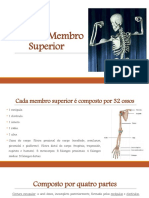 Aula 6 Esqueleto Apendicular Membro Superior