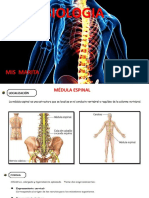 Circulo Biologia Medula Espinal Tema 17