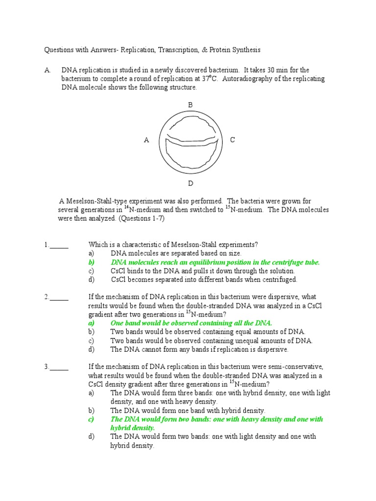 Answers Replication Transcription Protein Synthesis | PDF | Dna ...