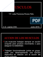 Clasificacion Funcional de Los Musculos