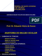 Anatomia Ocular