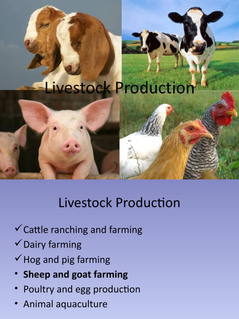 WHAT IS LIVESTOCK PRODUCTION intelligence overview