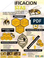 Infografia de apicultura 1