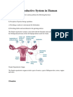 Female Reproductive System in Human - Docxenjel