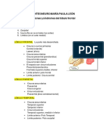 Funciones y Síndromes Del Lóbulo Frontal PDF