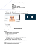 Examen 2do Parcial Morfo