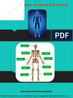 Sistema Esquelético