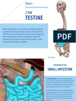 A Look at The: Small Intestine