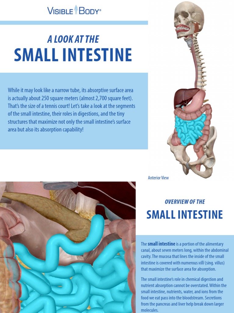 Anatomy and Function of the Small Intestine | PDF | Small Intestine ...
