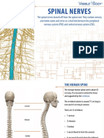 VB SpinalNerves 060319