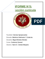 Informe N°5