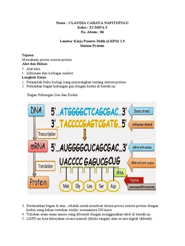 LKPD Sintesis Protein Kelas XI MIPA | PDF | Seni & Disiplin Bahasa