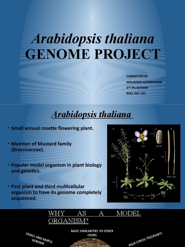 Arabidopsis Thaliana Gene | Arabidopsis Thaliana Fleur – RPSFAD