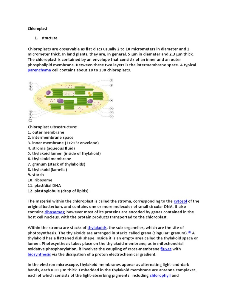 Chloroplast Structure and Function | PDF | Chloroplast | Photosynthesis