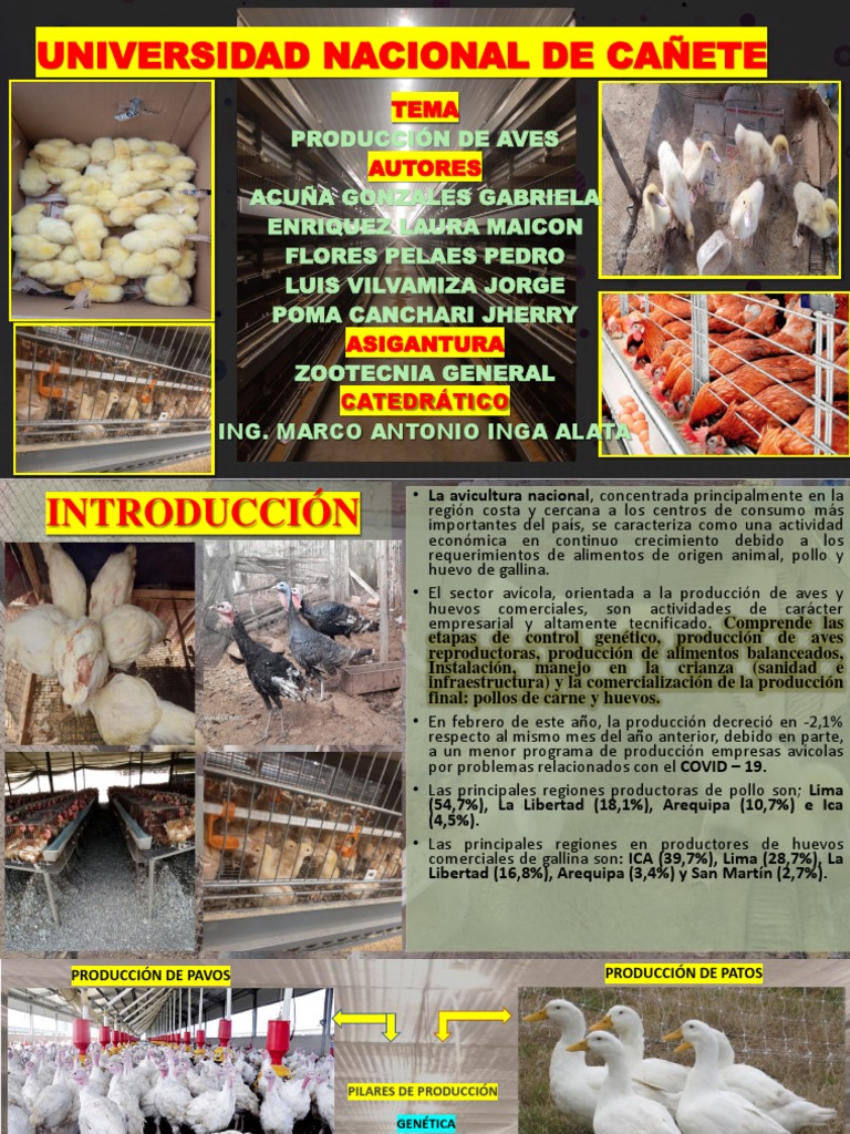 Produccion de Aves | PDF | Carne | Alimentos