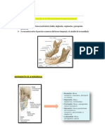 Dinámica Articular de La ATM