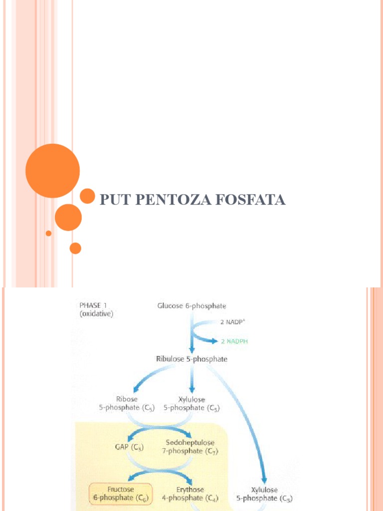 7.put Pentoza Fosfata | PDF