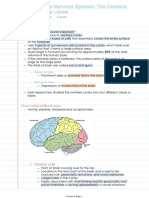 Cerebral Cortex: Gyrus or Gyri Sulcus or Sulci