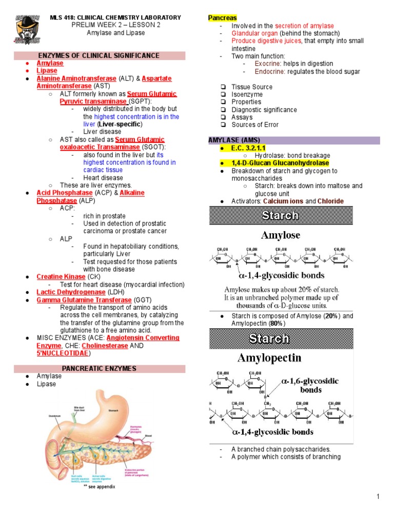 CC 2 Lab Amylase and Lipase PDF Alanine Transaminase Pancreas