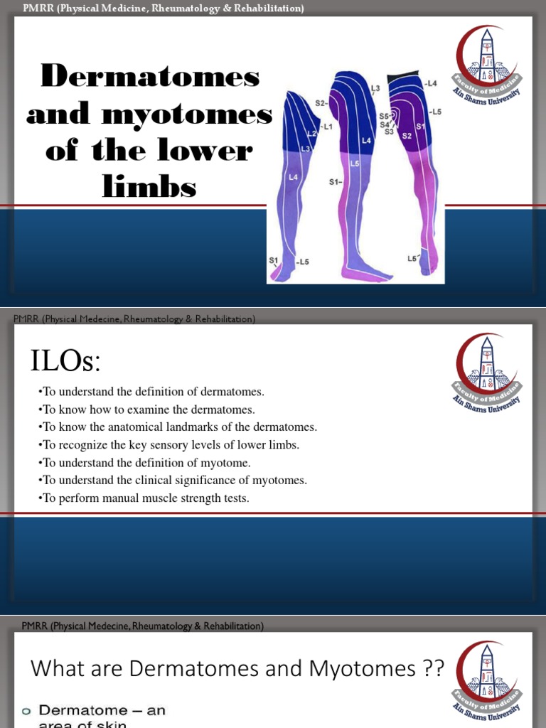 Dermatomes and Myotomes of LL Biology Diagrams