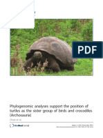 Turtles (Archosauria)