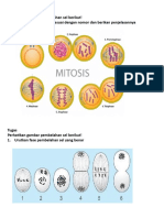 Pembelahan Sel (Mitosis) - Tugas