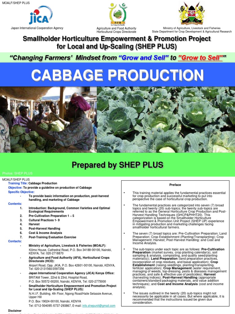 Cabbage Production JICA PDF Plant Nursery Cabbage