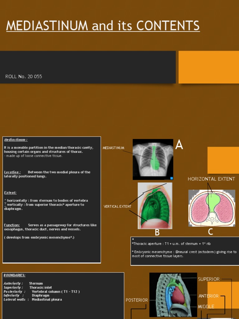 Mediastinum and Its Contents | PDF | Thorax | Esophagus
