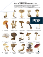 742 Thailand-Poisonous Mushrooms