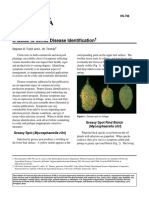 Citrus Disease Identification