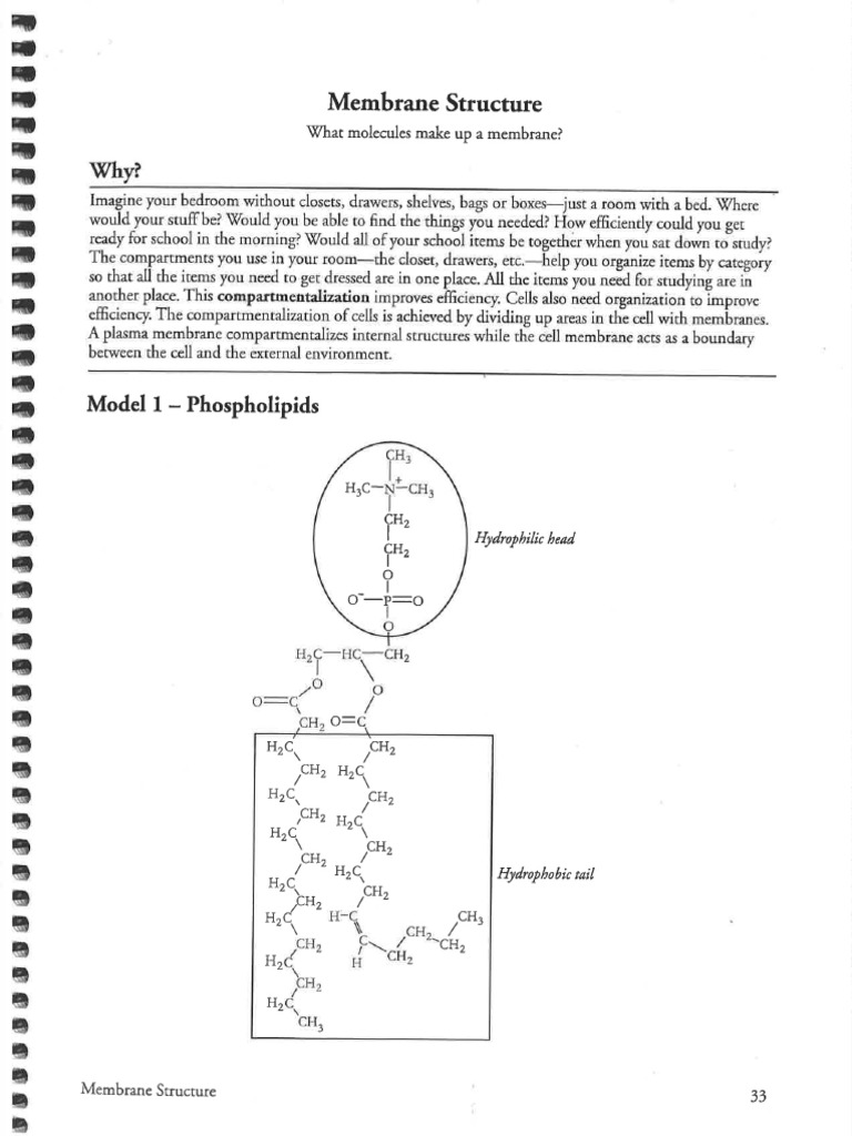 Membrane Structure Key | PDF