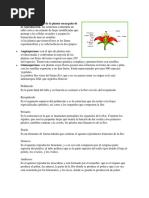 Partes de La Flor y Sus Funciones - Resumen y Esquemas | PDF | Flores ...