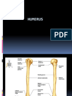 Presentation 1 Humerus