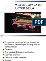 Anatomía aparato reproductor vaca