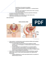 Uretra (Recuperado Automáticamente)