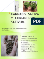 Cannabis Sativa y Coriandrum Sativum