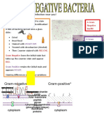 Gram Negative Bacteria
