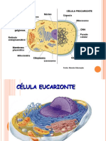 Membrana PlasmÃ¡Tica e Transporte 2020 PDF