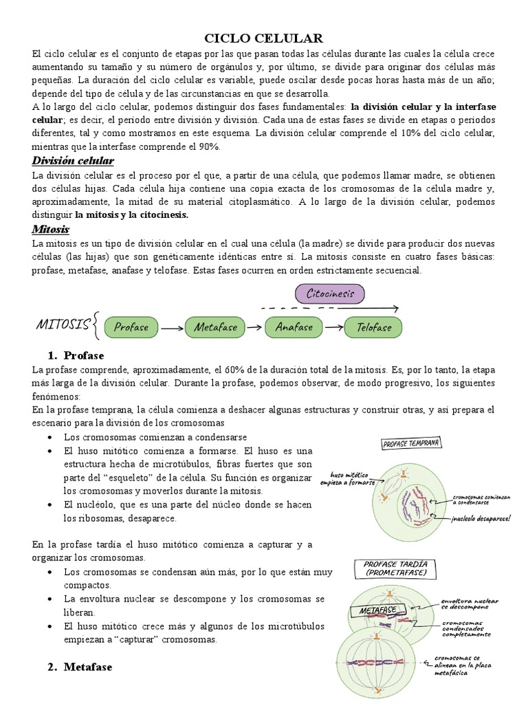 Fases del Ciclo Celular | PDF | Mitosis | Histología