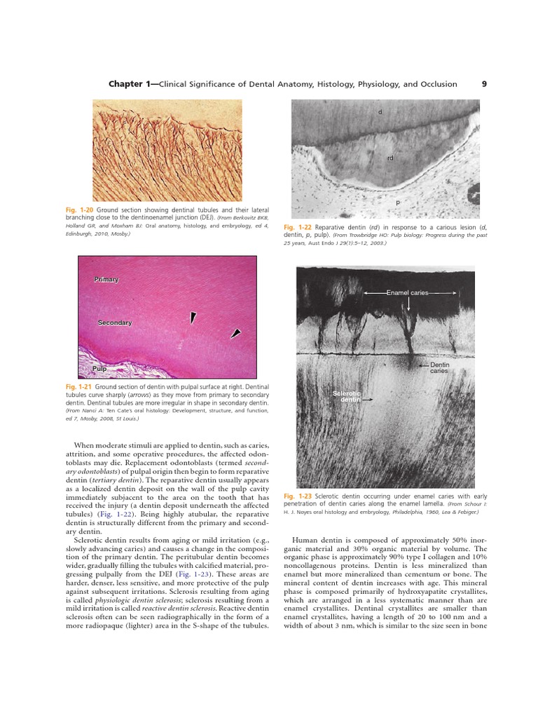 Dentin Histology and Sclerosis Insights | PDF | Dentin | Tooth Enamel