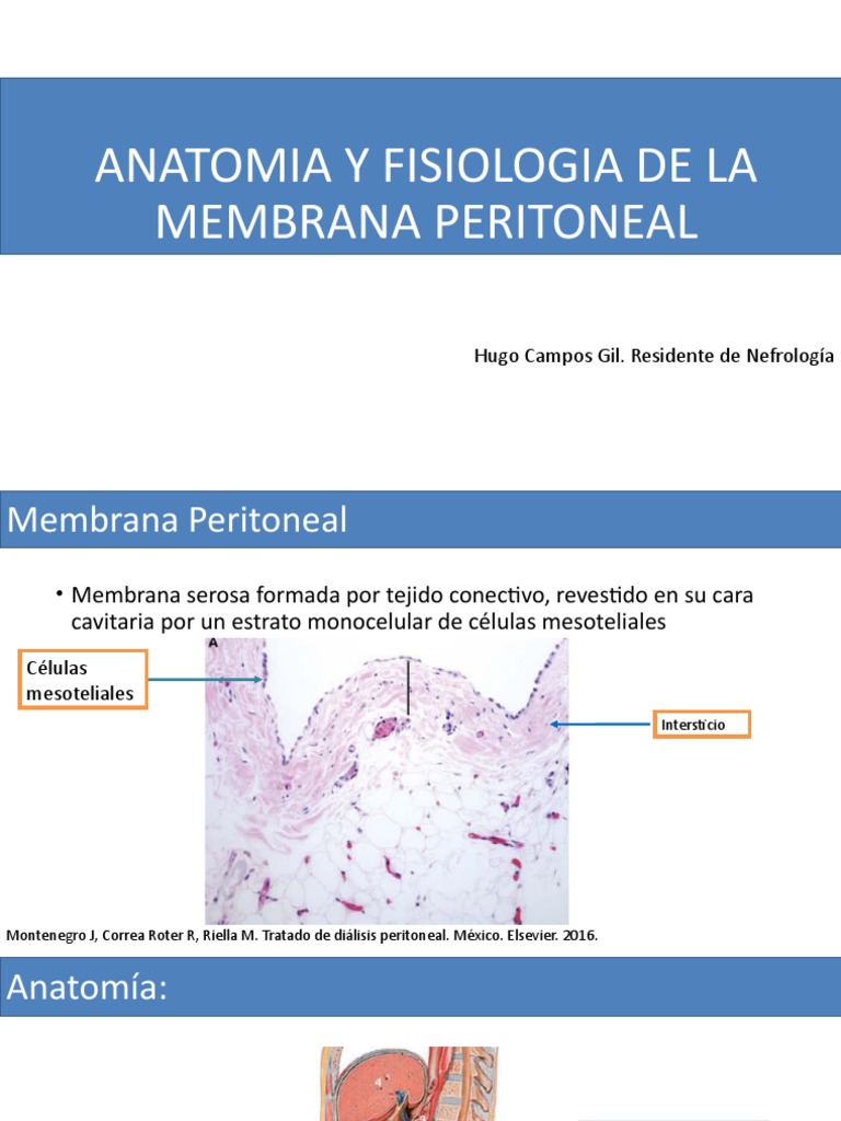 Membrana Peritoneal 1 | PDF | Diálisis | Anatomía