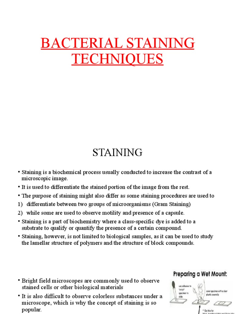 Bacterial Staining Techniques | PDF | Staining | Gram Positive Bacteria