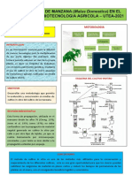 Poster Cultivo in Vitro de Manzana