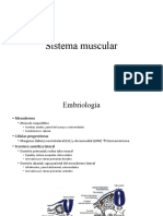 BIOMÉDICA Sistema Muscular