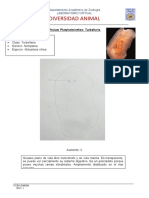 Informe de Turbellaria-Notoplana