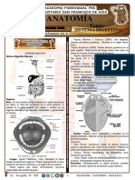 Práctica Sistema Digestivo