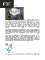 Download Artikel Organ Pencernaan Kelinci by Taufiq Ali SN51849642 doc pdf